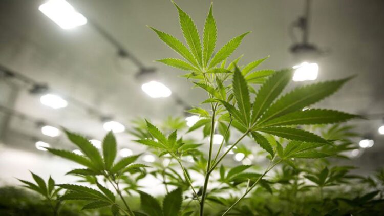 Ilustrasi tanaman ganja. (net)