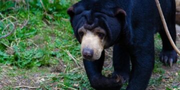Beruang Madu Melintasi Permukiman di Matur Agam, Lokasinya Tempat Warga Mandi dan Mencuci 8 Beruang Madu Melintasi Permukiman di Matur Agam, Lokasinya Tempat Warga Mandi dan Mencuci