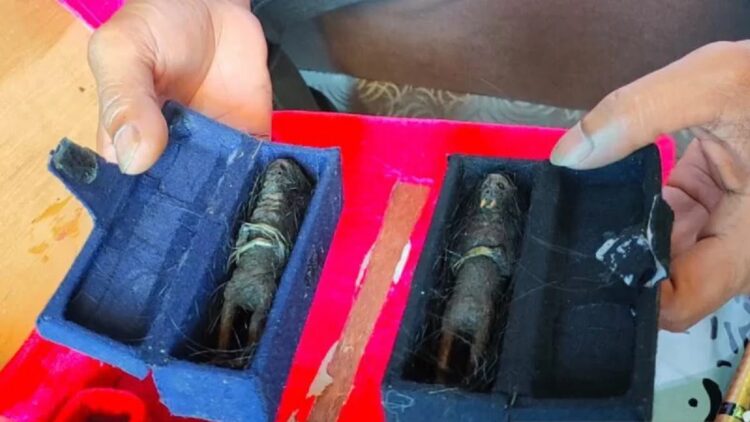 Penampakan "Sepasang Jenglot" yang ditemukan warga. (Antarasumbar/Dokumen Pribadi.)