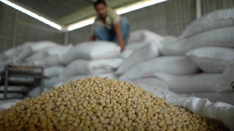 Ilustrasi kedelai. (net)