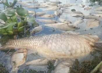 40 Ton Ikan di Danau Maninjau Mati, Kerugian Petani KJA Capai Rp800 Juta