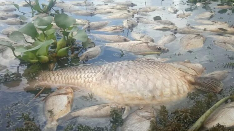 Bangkai ikan mengapung di Danau Maninjau. (Antarasumbar/Yusrizal)