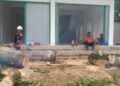 Berpotensi Tumbang, BPBD Agam Potong Pohon-pohon Tua