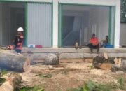 Berpotensi Tumbang, BPBD Agam Potong Pohon-pohon Tua