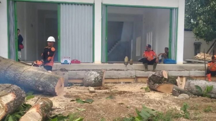 Berpotensi Tumbang, BPBD Agam Potong Pohon-pohon Tua 1 Tim BPBD Agam dan DLH Agam sedang memotong kayu sudah tua, Senin (21/2). (Antarasumbar/HO-Dok BPBD Agam)