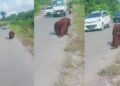 Diduga Kelaparan, Orang Utan Turun ke Jalan di Kaltim 2 Diduga Kelaparan, Orang Utan Turun ke Jalan di Kaltim