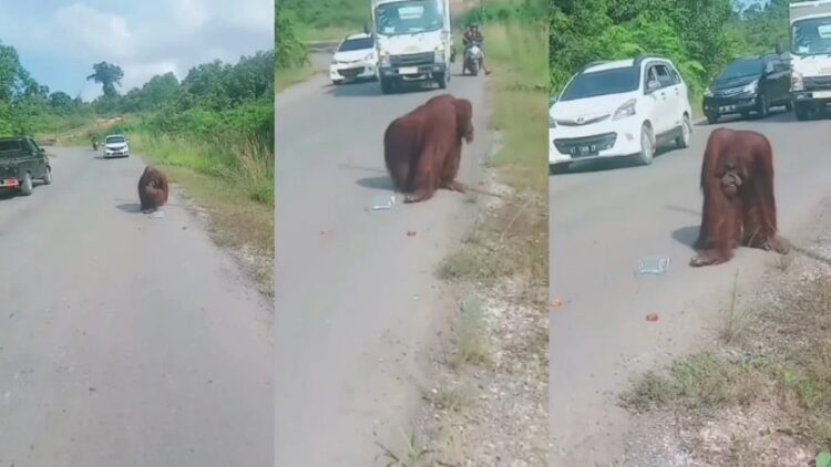 Diduga Kelaparan, Orang Utan Turun ke Jalan di Kaltim 1 Orang Utan turun ke jalan di Kaltim. (Sumber : Twitter@EsTeh_28)