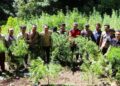 Polisi Temukan Ladang Ganja 2 Ha Siap Panen di Sumut, Pohonnya Ada 10 Ribu Batang