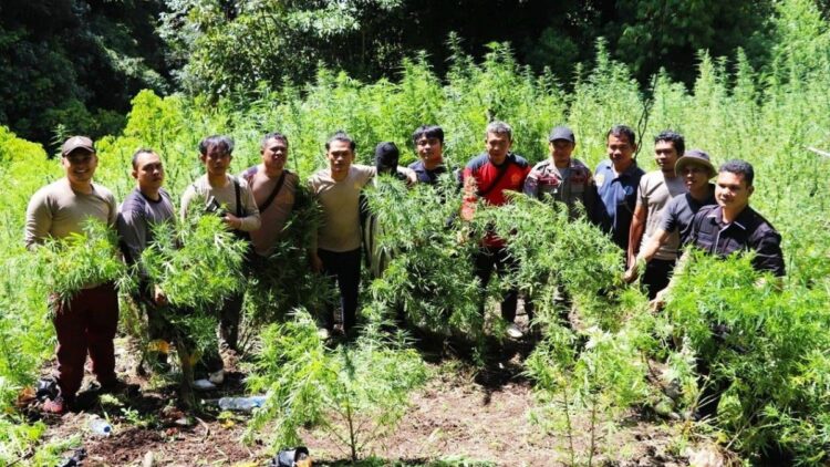 Ladang ganja di Sumut yang siap panen. (Sumber : Istimewa/BS Putra)