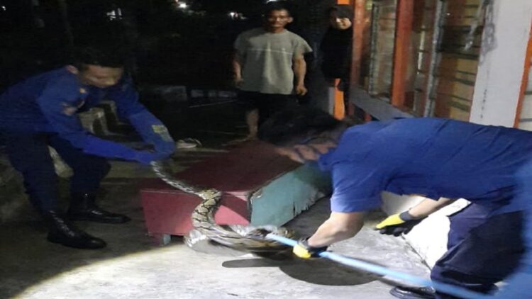 Proses evakuasi ular piton dari rumah warga di Kampung Baru berjalan lancar. (IST)