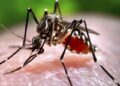 8 Orang Meninggal di NTT akibat DBD, 930 Dirawat