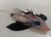 Ilmuwan Selandia Baru Temukan Bayi Hiu Hantu Langka