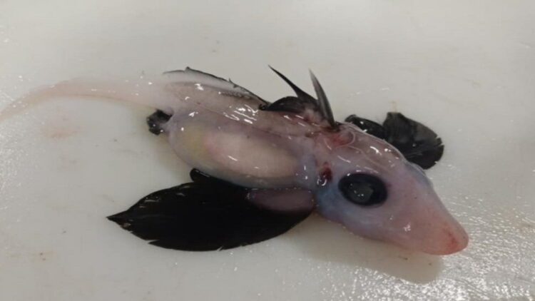 Ilmuwan Selandia Baru Temukan Bayi Hiu Hantu Langka 1 Hiu hantu laut dalam yang baru menetas ditemukan oleh para ilmuwan di Pulau Selatan Selandia Baru. (Situs web Brit Finucci / NIWA)