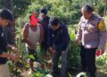 Disamarkan dengan Jagung, Polisi di Pasaman Barat Temukan Ladang Ganja
