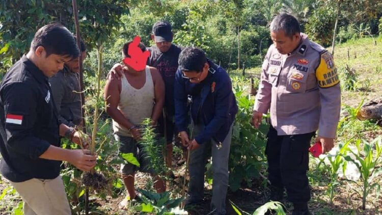 Pelaku penanam ganja di Pasaman Barat.