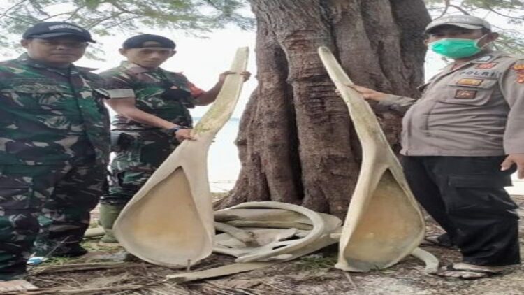Tulang ikan raksasa di Selayar Sulsel. (dok. Istimewa)