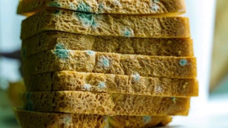 Ilustrasi roti berjamur. (net)