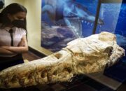 Ahli Paleontologi Temukan Fosil Ikan Paus Berusia 36 Juta Tahun di Peru