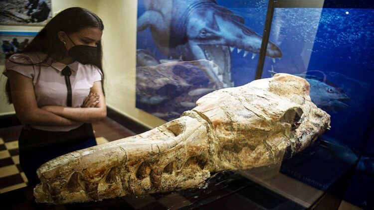 Fosil ikan paus berusia 36 juta tahun ditemukan peneliti. (net)