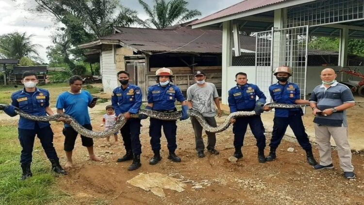 Dinas Damkar Kota Padang berhasil mengevakuasi ular piton di bekalang kampus PNP. (IST)