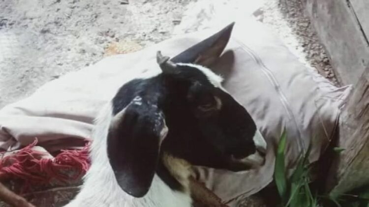 Seekor kambing warga Banban, Nagari Ampek Koto Palembayan, Kecamatan Palembayan, Agam, luka diduga dimangsa Harimau Sumatera, Rabu (16/3/2022). (Antara/Dok Wali Nagari Ampek Koto Palembayan)