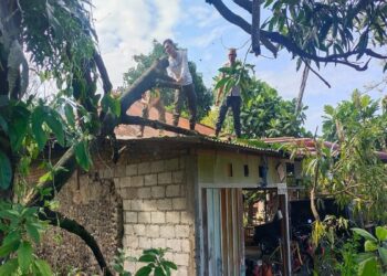 Hujan Lebat dan Angin Kencang, BPBD Imbau Warga Padang Waspada Pohon Tumbang 6 Hujan Lebat dan Angin Kencang, BPBD Imbau Warga Padang Waspada Pohon Tumbang