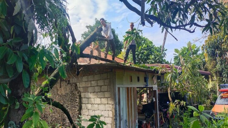 Warga membersihkan material kayu yang tumbang dan menimpa salah satu rumah di Kota Padang. (IST)