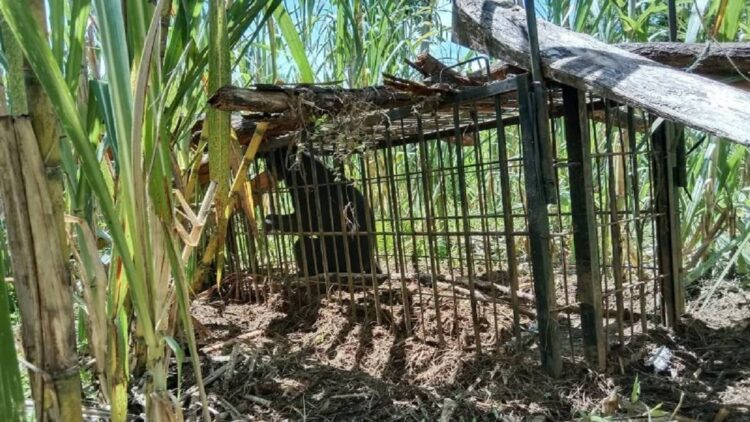 Beruang madu yang masuk ke dalam kandang jebak milik Resor KSDA Maninjau, Rabu (16/3). (Dok Antara/Yusrizal)