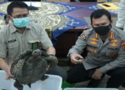 Polda-BKSA Sumbar Ungkap Perniagaan Kura-kura Gajah dan Moncong Babi, Dijual Online sampai ke Thailand