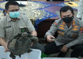Polda-BKSA Sumbar Ungkap Perniagaan Kura-kura Gajah dan Moncong Babi, Dijual Online sampai ke Thailand