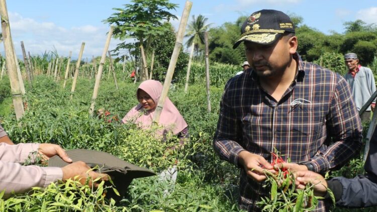 Wagub Audy Dorong Keltan Kolaborasi Bangun Sistem Pertanian Terpadu 1 Wagub Audy melakukan panen cabai saat berkunjung ke Payakumbuh.