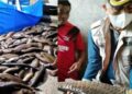 Tiga Ton Ikan Larangan Lubuk Landur Pasbar Mati akibat Sungai Berlumpur