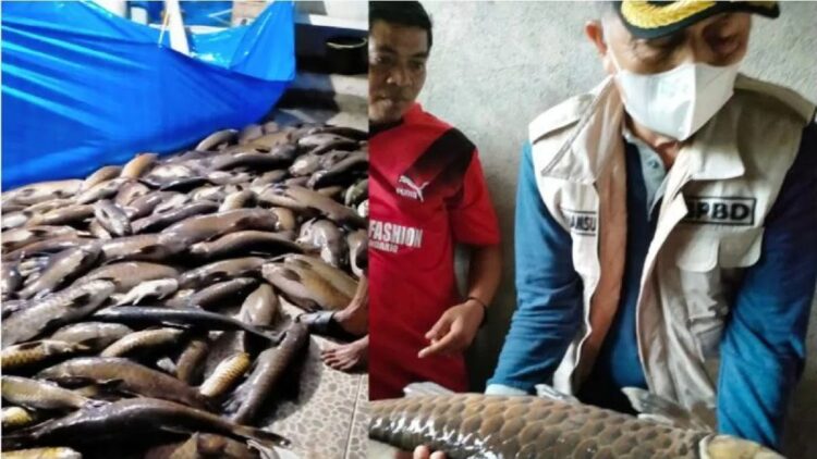Tiga Ton Ikan Larangan Lubuk Landur Pasbar Mati akibat Sungai Berlumpur 1 Bupati Pasaman Barat Hamsuardi saat meninjau ikan mati di Lubuk Landur akibat air keruh berlumpur. (ANTARA/Altas Maulana)