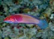 Wow! Peneliti Maladewa Temukan Spesies Baru Ikan Pelangi