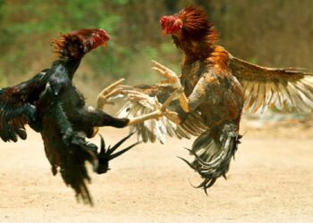 Gerebek Judi Sabung Ayam, Empat Pria di Padang Ditangkap Polisi