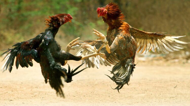Gerebek Judi Sabung Ayam, Empat Pria di Padang Ditangkap Polisi 1 ilustrasi sabung ayam
