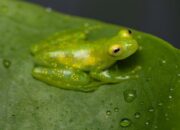 Dua Spesies Baru Katak Transparan Ditemukan di Ekuador