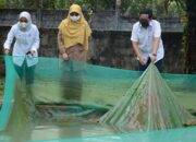 Ternyata, Begini Awal Ada Lokasi Konservasi Ikan Bilih di PT Semen Padang