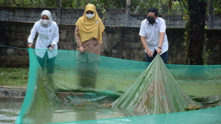 Kepala DKP Provinsi Sumbar Desniarti (tengah) didampingi Kepala Unit Humas & Kesekretariatan PT Semen Padang Nur Anita Rahmawati (kiri) dan staf CSR Jimi (kanan) saat berkunjung ke area konservasi bilih PT Semen Padang, Senin (14/3/2022).