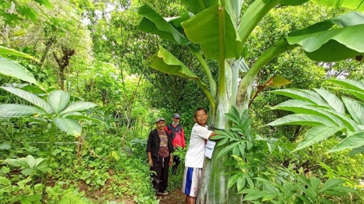 Ladi saat memeluk pohon pisang raksasanya/Foto: Charolin Pebrianti