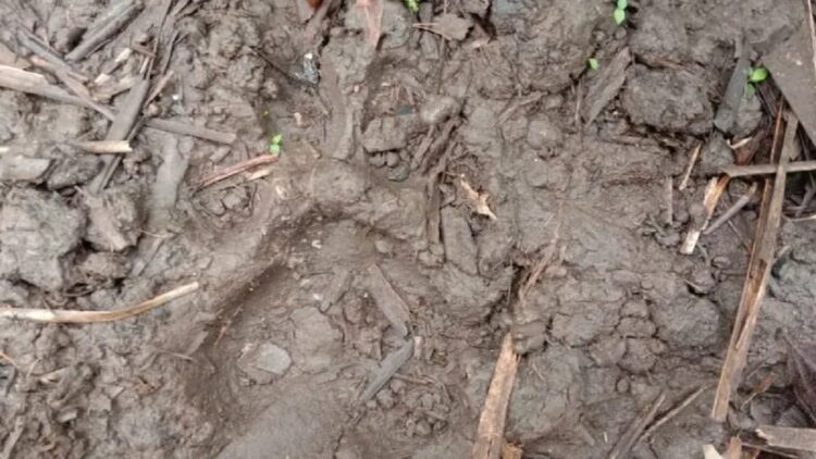 Usai Temuan Jejak Kaki Harimau di Kampung Jawa Solok, BKSDA Pasang Kamera Trap dan Perangkap 1 Ilustrasi - Jejak kaki harimau Sumatera yang ditemukan oleh KSDA Agam, Jumat (3/12). (Antarasumbar/Dok KSDA Agam