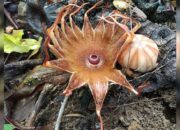 Hasil Penelitian: Terdapat 43 Individu Bunga Rhizanthes di Cagar Alam Batang Palupuh Agam