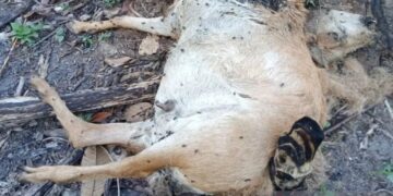 Selama April, Sudah 8 Ekor Ternak Warga di Maua Hilia Agam Dimangsa Harimau