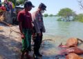 Heboh! Ada Belasan Ekor Bangkai Sapi Mengambang di Laut Sampang