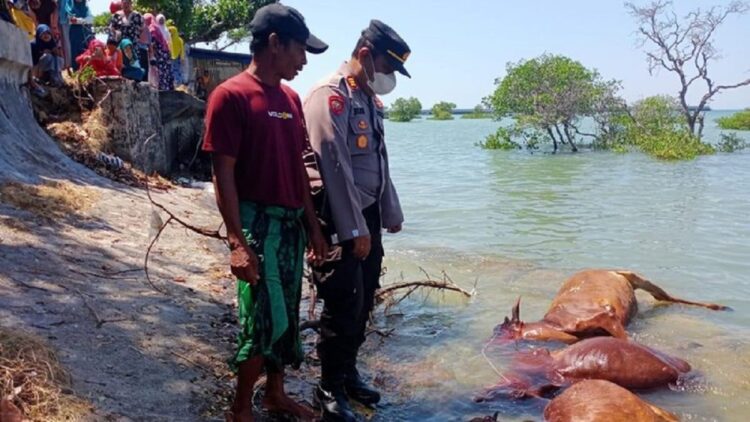 Bangkai sapi yang mengambang (net)