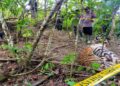 Tiga Harimau Sumatera di Aceh Timur Mati Terjerat Kawat untuk Perangkap Babi
