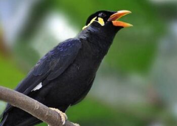 Penyelundupan 8 Ekor Beo Mentawai Digagalkan BKSDA Sumbar-BTN Siberut, Pelaku Kabur