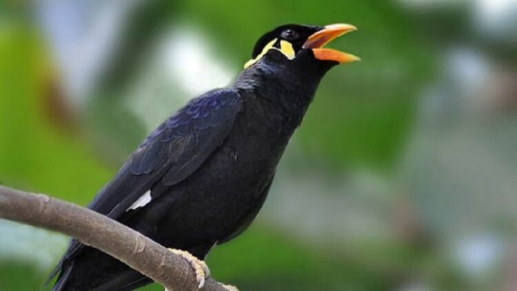 Burung Beo Mentawai. (net)