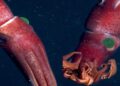 Ilmuwan Temukan Cumi-cumi Bermata Alien di Amerika