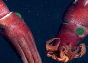 Ilmuwan Temukan Cumi-cumi Bermata Alien di Amerika
